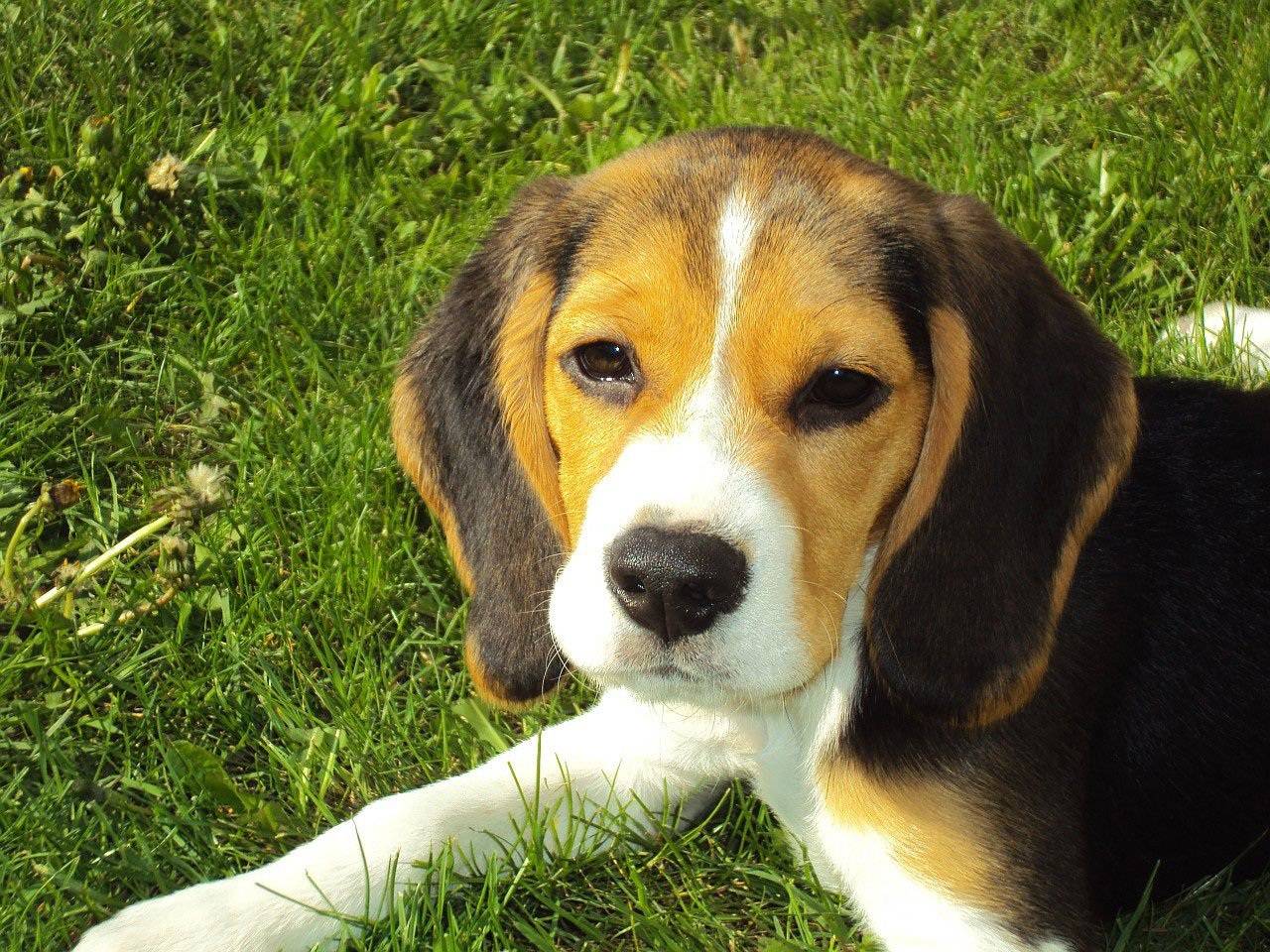 Beagle : une race de chien exceptionnelle !